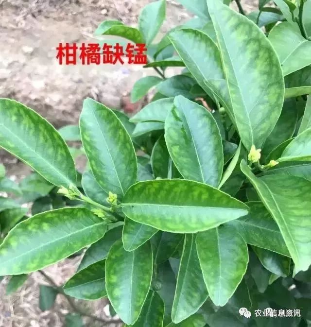 柑橘缺素症有一些各自的特点,下面整理十二种缺素症:缺氮,缺磷,缺钾