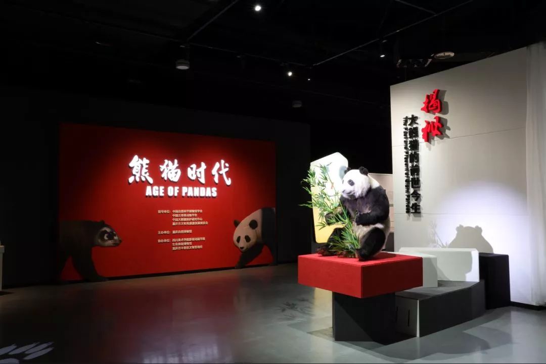 重庆自然博物馆《熊猫时代特展》