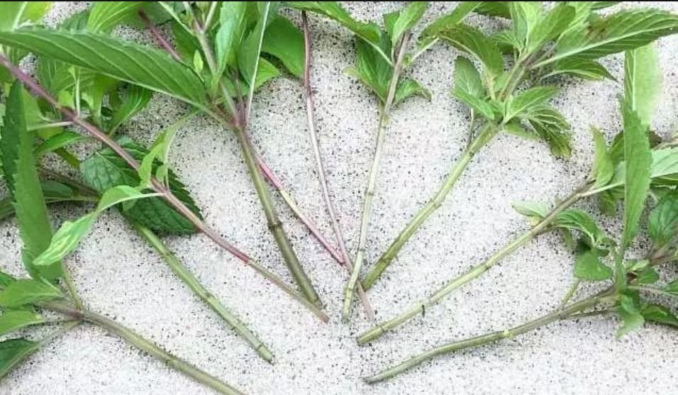 苹果树下野生的薄荷,随便掐一段茎埋土里,不用几天长成新盆栽