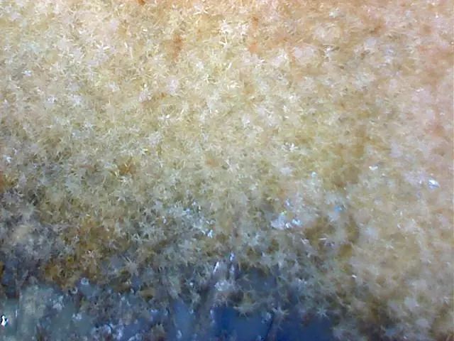 156、瓷器微观典型特征