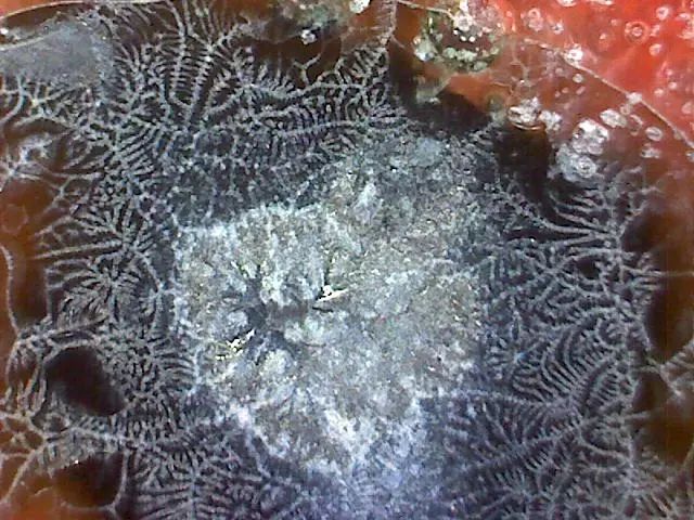 156、瓷器微观典型特征