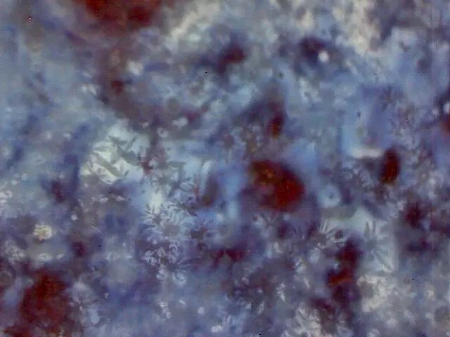 156、瓷器微观典型特征