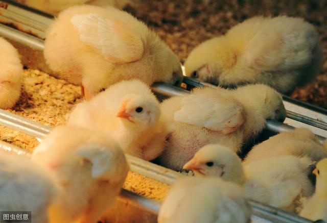 「肉禽养殖窍门」肉鸡饲养管理