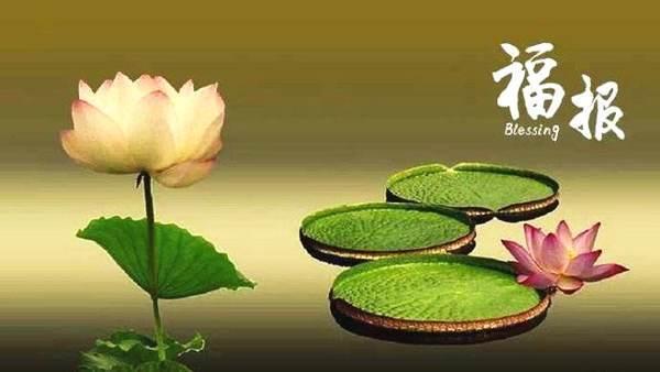 日常生活中哪些肉要少吃？作者：灵芝师姐