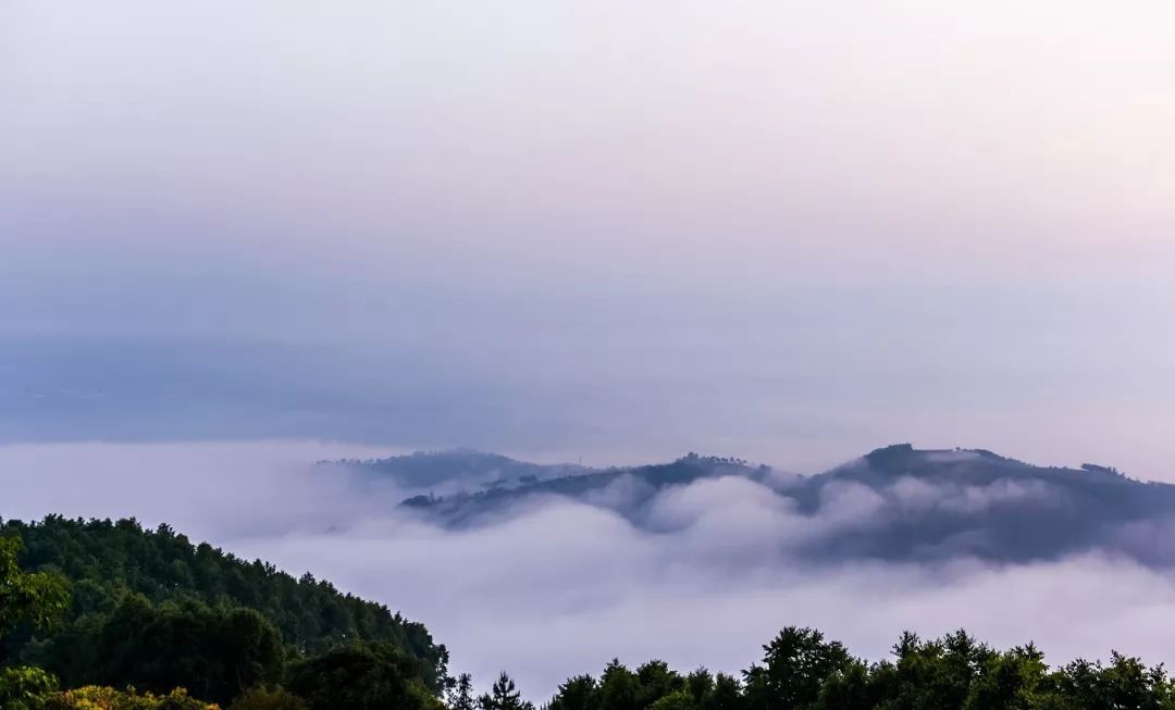 难得的是,还有茶企愿意去深耕它们,把像白莺山,拔玛,迷帝等普通消费者