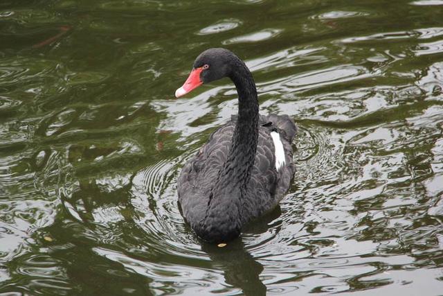 养鹅必备小手册,初养者的经验速成法,品种选择要慎重,已入手