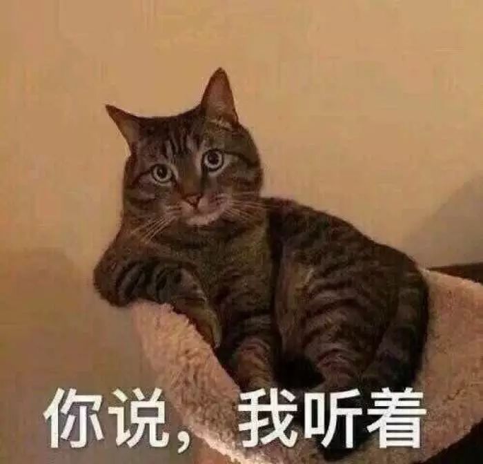 不养猫，你都不知道自己有多卑微 !