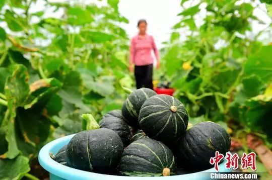 江西省赣州市会昌县高排乡蔬菜种植基地的500多亩贝贝小南瓜迎来丰收