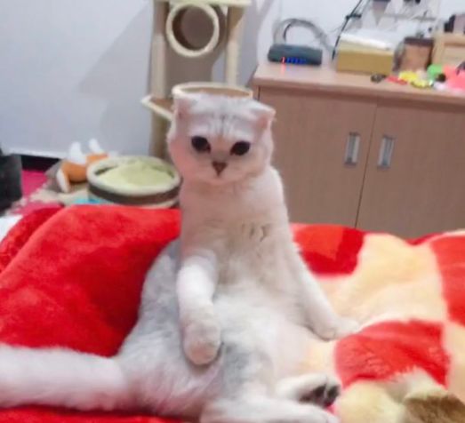 有只软萌易推倒的猫是什么样的感受?