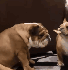 快把同伴气炸啦!