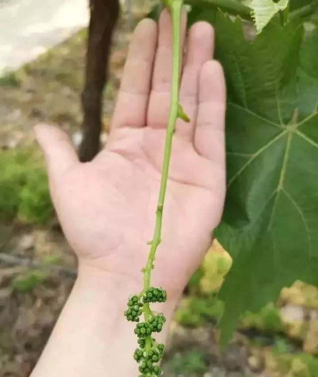 说的太好了!阳光玫瑰花期一定要注意这些操作