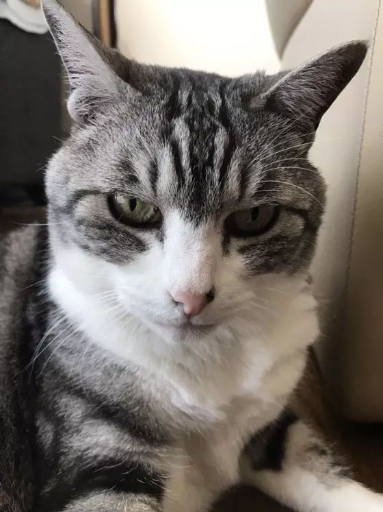 猫躲在瓶子后主人从瓶子另一端给它照的这张照片太搞笑了