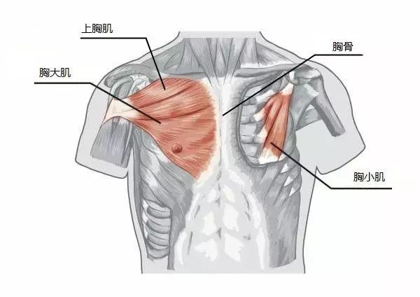 泫雅畸形锁骨戚薇陈乔恩锁骨放鸡蛋是因为斜方肌太粗壮了