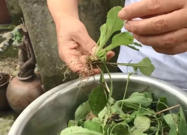 农村这种野草越来越罕见,俗称"黄瓜草",煎水喝能治疗百日咳