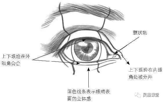 眼睛是人类心灵的窗户,想必很多刚开始学习绘画的同学们都不是很懂