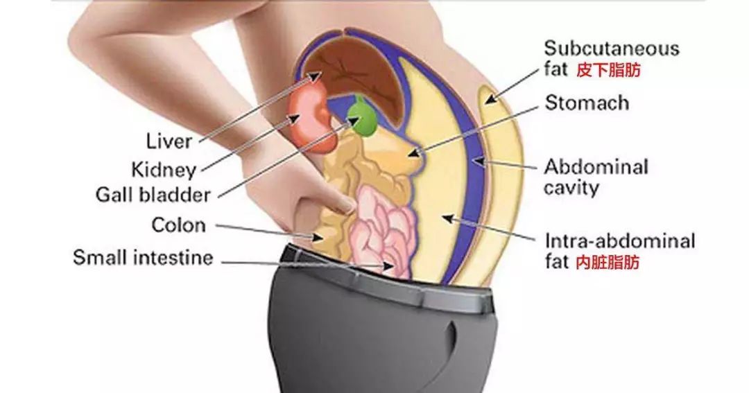 大花查了资料,小肚子上不仅有我们可以摸到的肥肉,还有内脏脂肪.