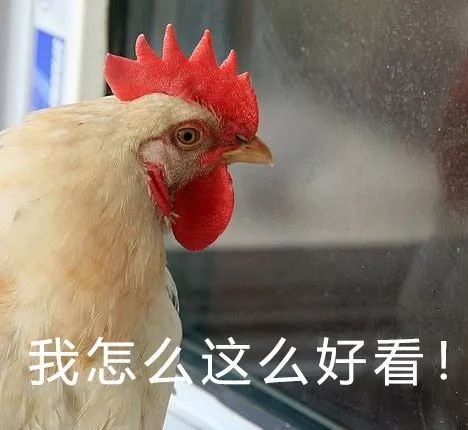 鸡你太美?新疆的鸡究竟有多美