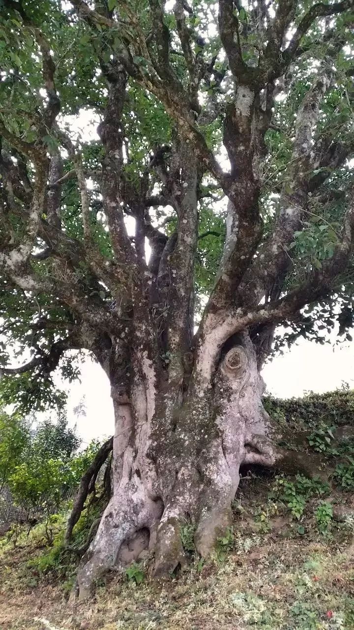 临沧古茶一一凤庆篇