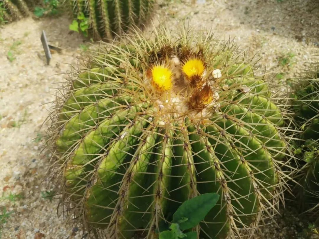 金琥仙人球种地里长成一米多大,没曾想还能开花,花朵太精致了