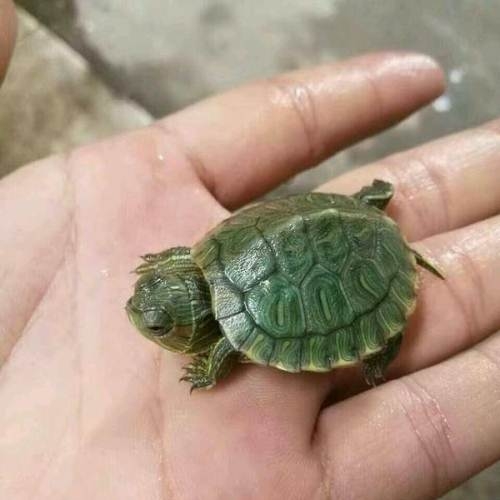 被乌龟咬到怎么办?告你两种方法,让它乖乖松口
