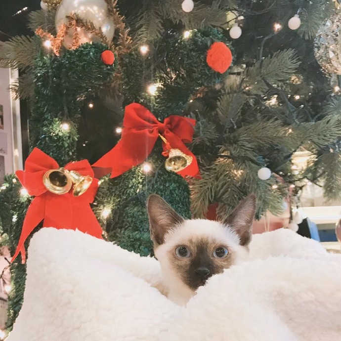 火箭少女见面会吴宣仪状态不佳，背后原因令人心疼不已