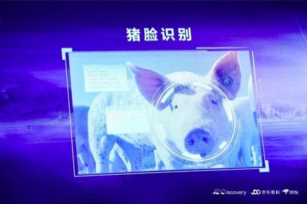 京东宣布进军养猪业 还推出了“猪脸识别”
