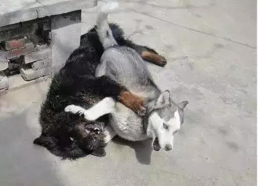 永不为奴的哈士奇,这次打架终于不是赢在表情包了