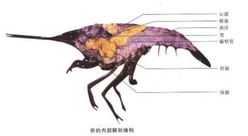 基围虾还是是屎头部黄?很多人都搞混了,不轻素瘦身图片