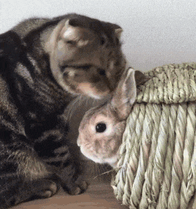 搞笑gif:姑娘这是怎么了,哭的这么伤心!