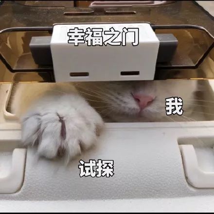 林更新的粉丝都是魔鬼吧