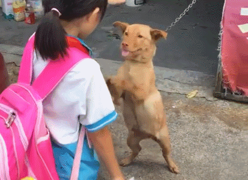金毛摸了一下同伴的狗头,竟然做出了这个表情!