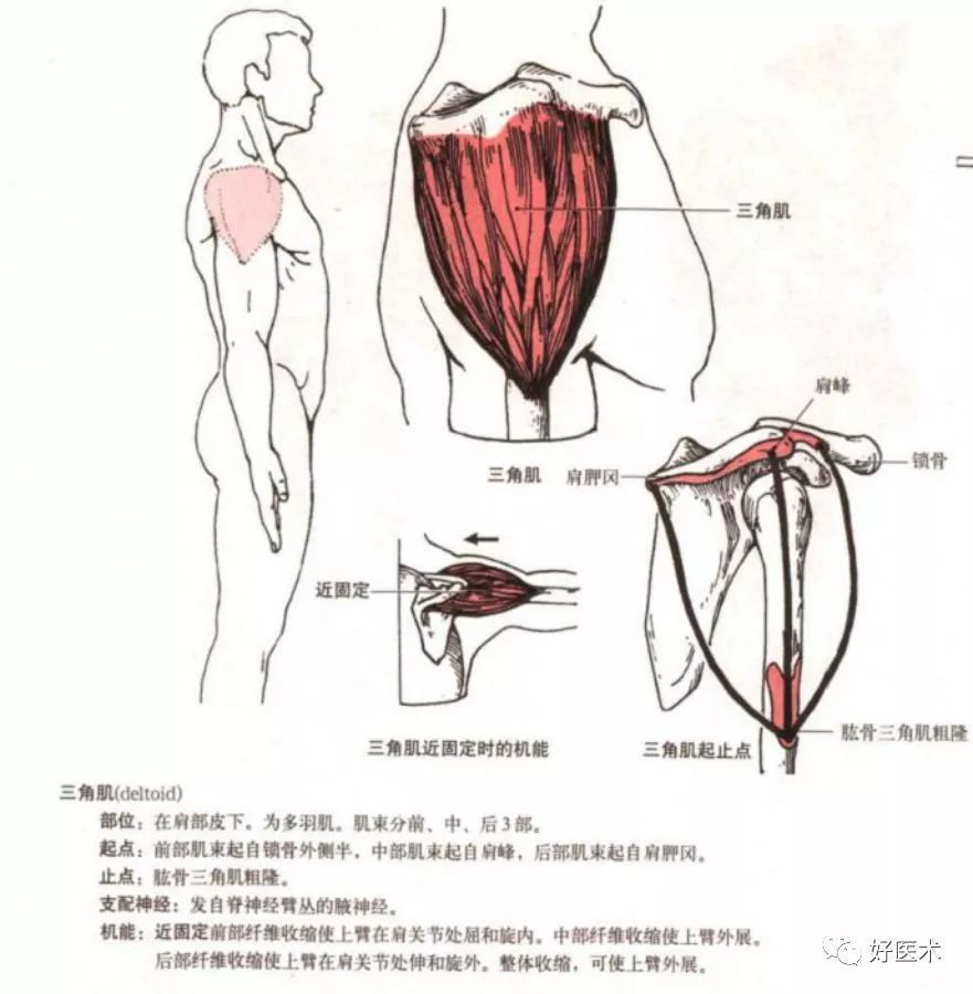 [康知了]【收藏】最全肩关节解剖及查体方法汇总