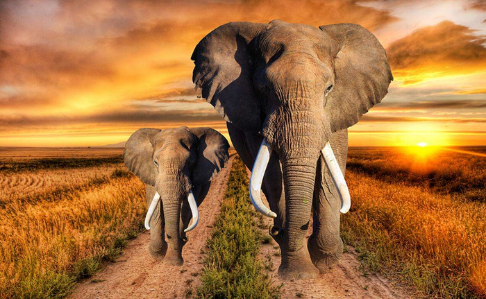 关于人类便便的秘密,马桶是直冲的好还是虹吸的好