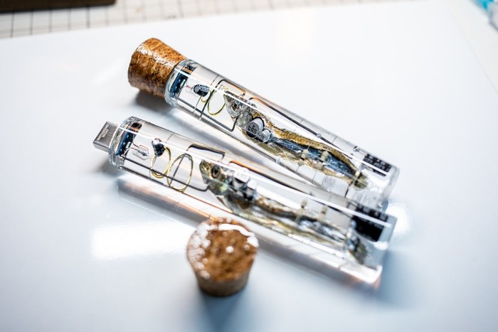 鱼大脑改装成U盘？一条小鱼竟然可写入32GB资料