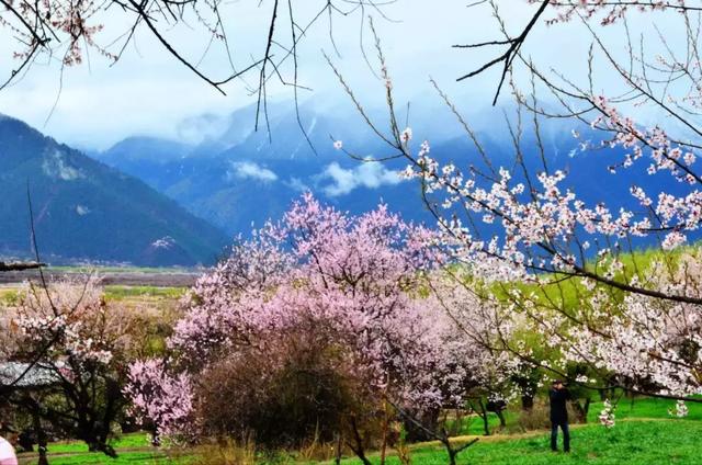 "圣地西藏,醉美林芝"3月波密林芝桃花开!