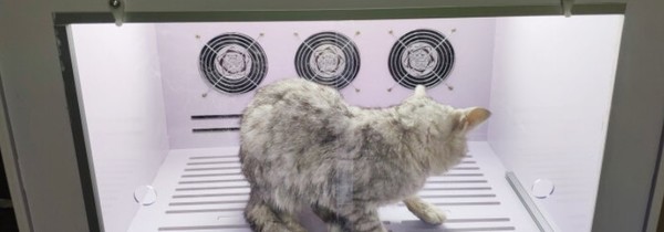 这个冬季 赶快为你家主子配一个宠物烘干机吧！