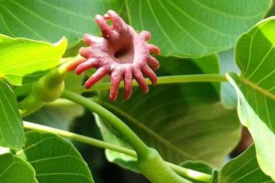 会爆炸的果实真的有,只不过并不是网红炮弹果