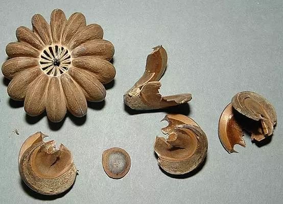 会爆炸的果实真的有,只不过并不是网红炮弹果