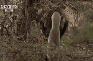 马云这个平头哥太狠了