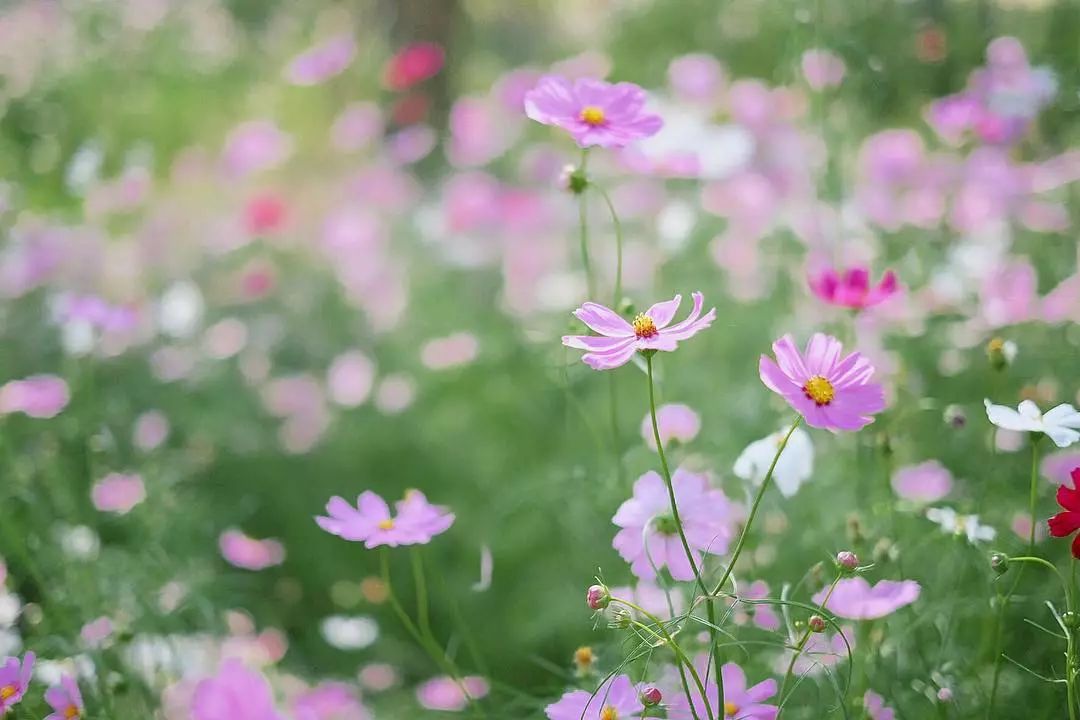 从花艺界团宠到微信开屏页小花花,波斯菊拼的可不只有颜值