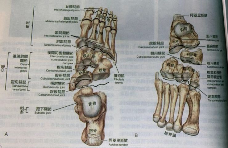 形成楔骰关节,骰骨上一小的相接面和舟状骨相接形成骰舟关节