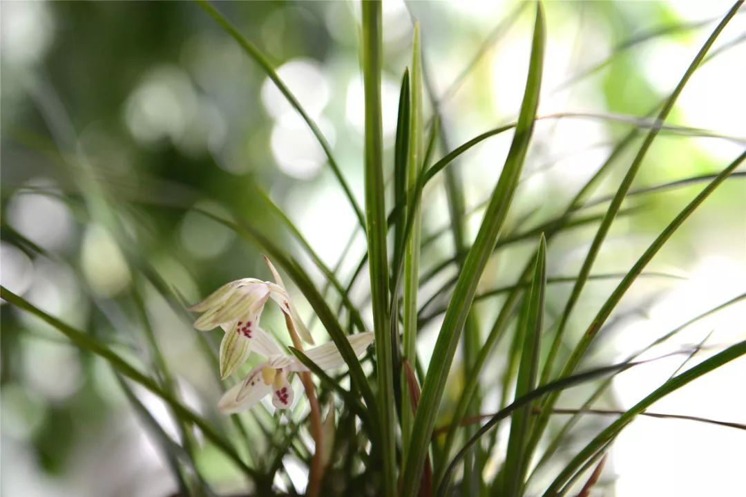 大寒出现的花信风候为:"一候瑞香,二候兰花,三候山矾.