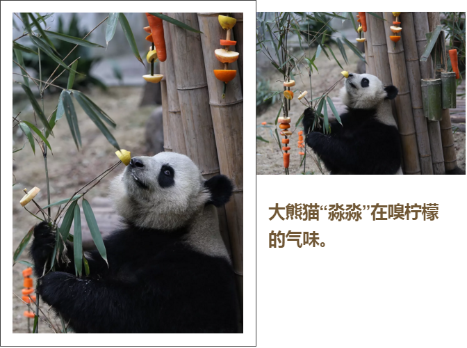 熊猫基地用橙子柠檬为熊猫丰容 大熊猫淼淼:本熊不接受柠檬