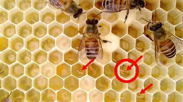 蜜蜂养殖技术｜工蜂产卵的快速处理方法汇总