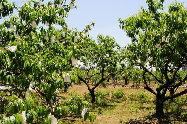 蜜桃栽培技术 病虫害防治