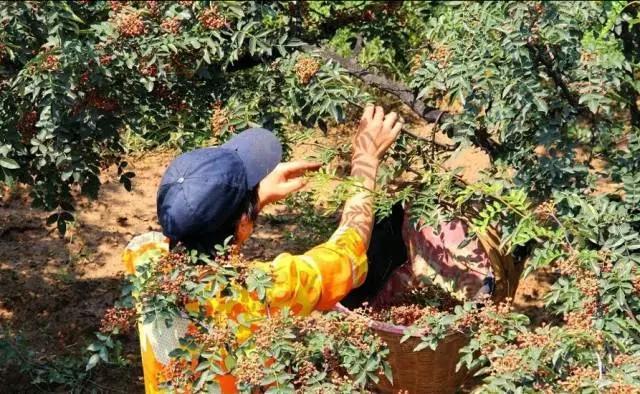 花椒栽培技术 花椒生长与环境条件