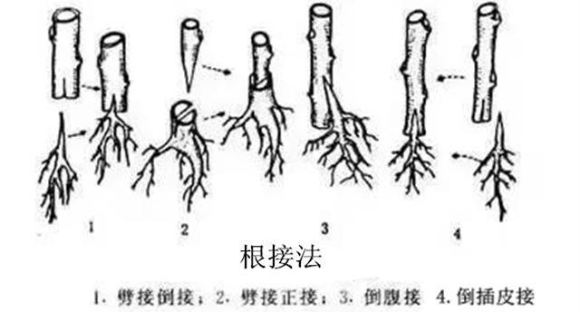 果树高级栽培技术 嫁接大全