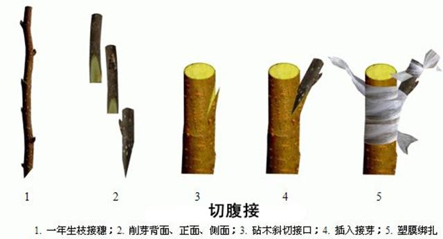果树高级栽培技术 嫁接大全