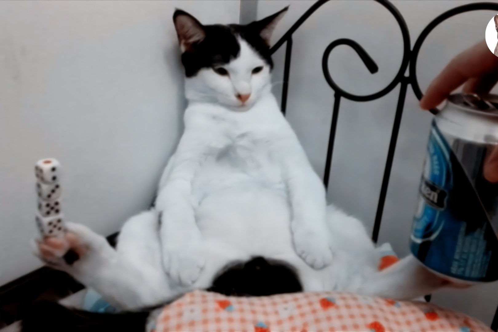 铲屎官以为打雷会把猫咪吓到,结果猫咪:你太小看我了