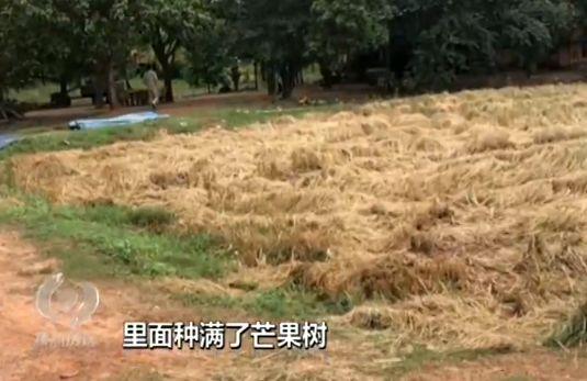 夺命电话